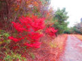 中山奥の院周辺のドウダンツツジの紅葉