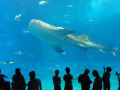 沖縄　美ら海水族館