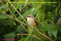 [9]Grey-backed Shrike18Dec2013-01a-s.jpg