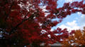 のんち♪京都の紅葉