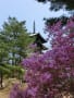 2017年4月仁和寺の桜　御室桜には早かったけれどみつばつつじは満開でした。