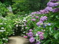 雨引観音の紫陽花