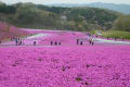 栃木県市貝町の芝ざくら公園2011