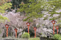 妙見神社の枝垂れ桜_140406