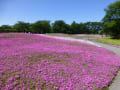 百花繚乱２０１３＠館林の花達