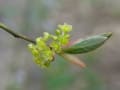 春の裏庭でワンズが遊ぶ