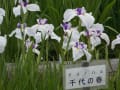 夜宮公園の菖蒲池とあじさい