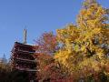 北小金　長谷山本土寺　紅黄葉