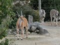 [5]天王寺動物園 068.jpg