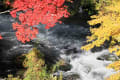 阿寒国立公園　滝見橋の紅葉
