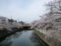 ２０１３年　桜　境川～真間川桜並木