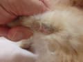 猫の皮膚糸状菌症