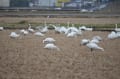 ＊富山市・針原・野中の白鳥の里～白鳥と、、、環水公園のカワセミ～♪♪