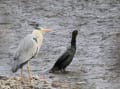 野鳥のひとこま