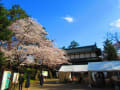 桜祭り弘前公園