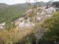 吉野の桜　下千本　中千本と金峯山寺