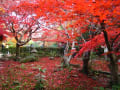 2009　京都　紅葉