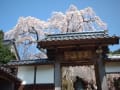 法蓮寺しだれ桜