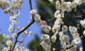 白山公園の心地いい梅花を