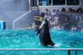 しながわ水族館2024/8