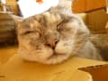 ねむ～ねむ猫