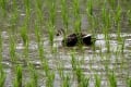 寺家ふるさと村植物観察