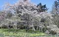 植物園の桜