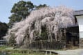 Ryuの花便り．．．原尻の滝と一本桜