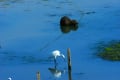 びわ湖畔のカワウソ