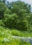 [18]yotutiの写真日記…小樽の草花を撮るno2