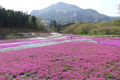 春のフラワーパーク２０２２　～埼玉県秩父市の「羊山公園」～