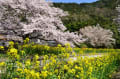 山科疎水の桜