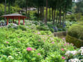 三室戸寺の紫陽花