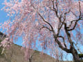 [4]吹割の滝入口のしだれ桜