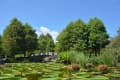 草津市立水生植物公園みずの森2023　夏