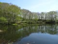 毛無山登山道・山野草２０１６年５月１３日