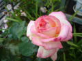 H24年我が家に咲いたバラ