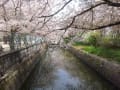 桜と春の花(2014年)