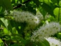 ポピー・ネモフィラ・芝ざくらなど