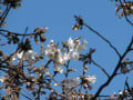 多摩川の桜