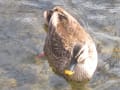 根川緑道のカモ達♪