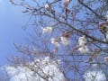 青い空白い雲そして桜