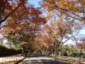 20141030京都府立植物園