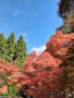 2022年11月24日（木）久安寺の紅葉