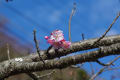 佐久間ダムの梅　桜　水仙