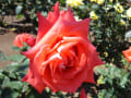 大船フラワーセンターの薔薇と芍薬