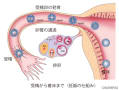 大阪・漢方『不妊症（子宝）』不育症ご相談。ドラッグフタバ（豐多葉堂漢方）