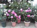 [27]201005221806000.jpg