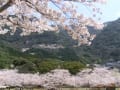 平和公園の桜～妙見神社の枝垂れ桜