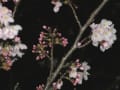 [20]夜桜